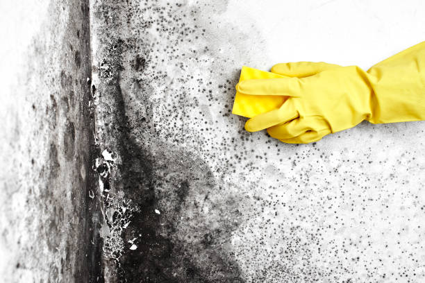 Best Local Mold Removal Service  in Upper Saddle River, NJ