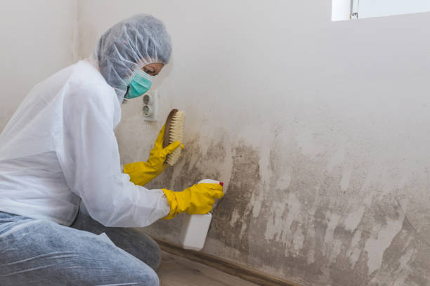 Best Fast Mold Removal  in Upper Saddle River, NJ