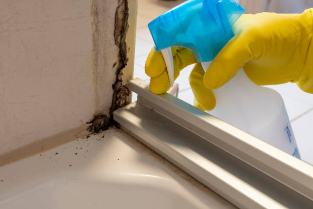 Best Toxic Mold Removal  in Upper Saddle River, NJ