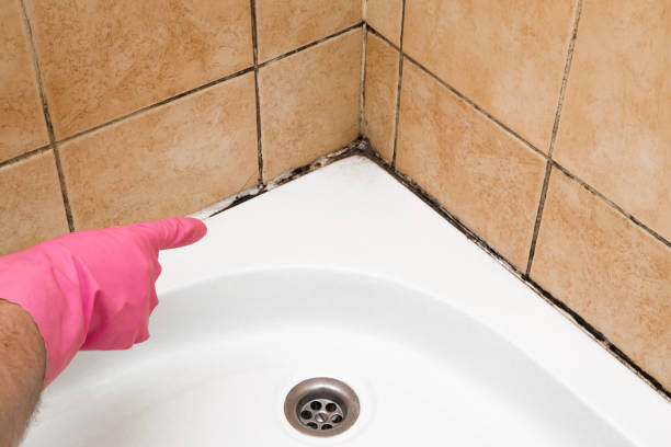 Best Best Mold Removal Companies  in Upper Saddle River, NJ